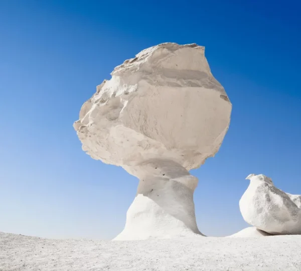 Chicken-Mushroom-Formation - Pronzitour